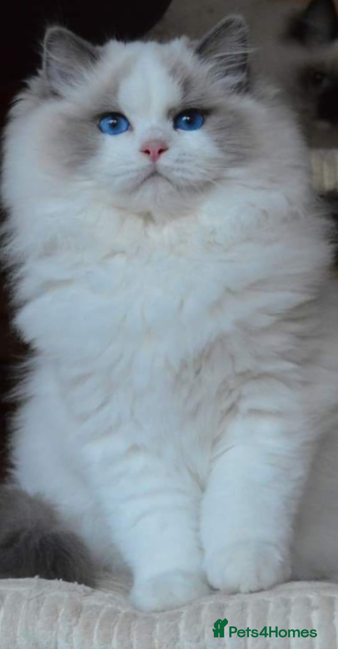 Ragdoll cats for sale: 🩷✨️WAITING LIST ExclusiveKittens💖 TICA🏆cattery - Advert 13