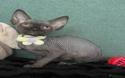Sphynx cats for sale: Sphynx kittens ready now✨ - Image 5