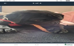 Pug dogs for sale: Kc reg pug - Advert 2