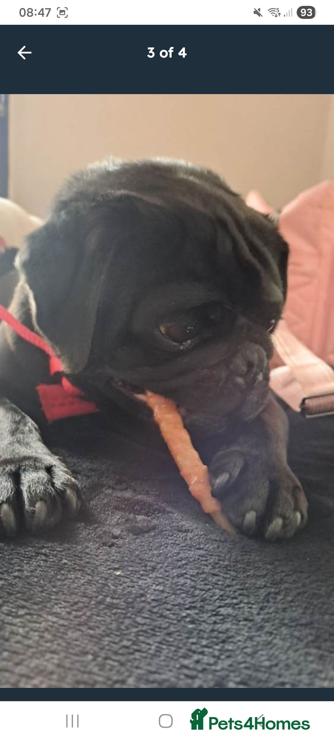 Pug dogs for sale: Kc reg pug - Advert 2