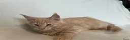 Maine Coon cats for sale: Maine Coon Kittens – 4 Available !!! - Advert 12