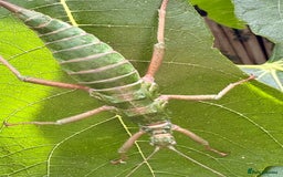 Stick Insects invertebrates for sale: Leaf and stick insects for sale - Image 3
