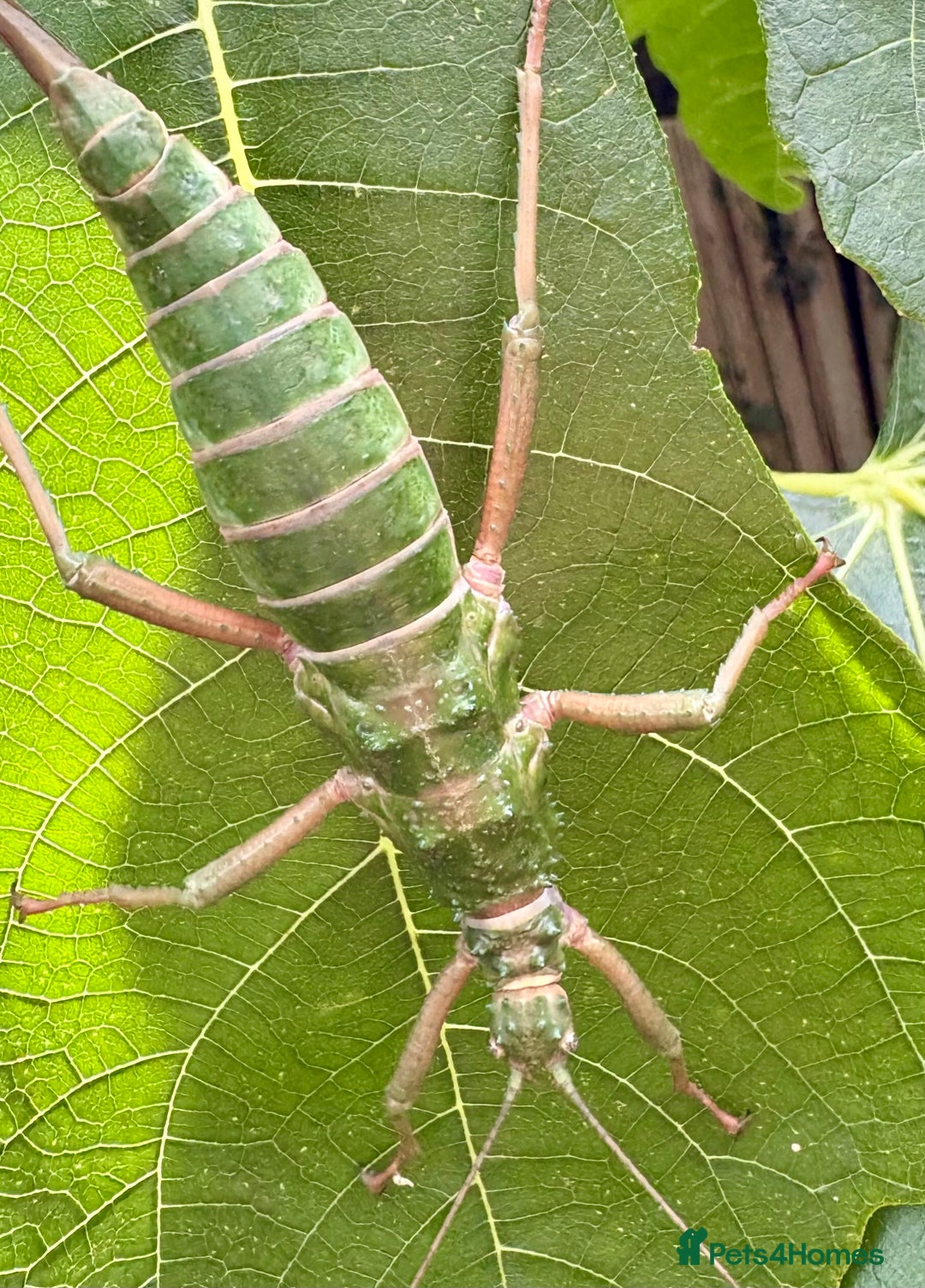Stick Insects invertebrates for sale: Leaf and stick insects for sale - Image 3