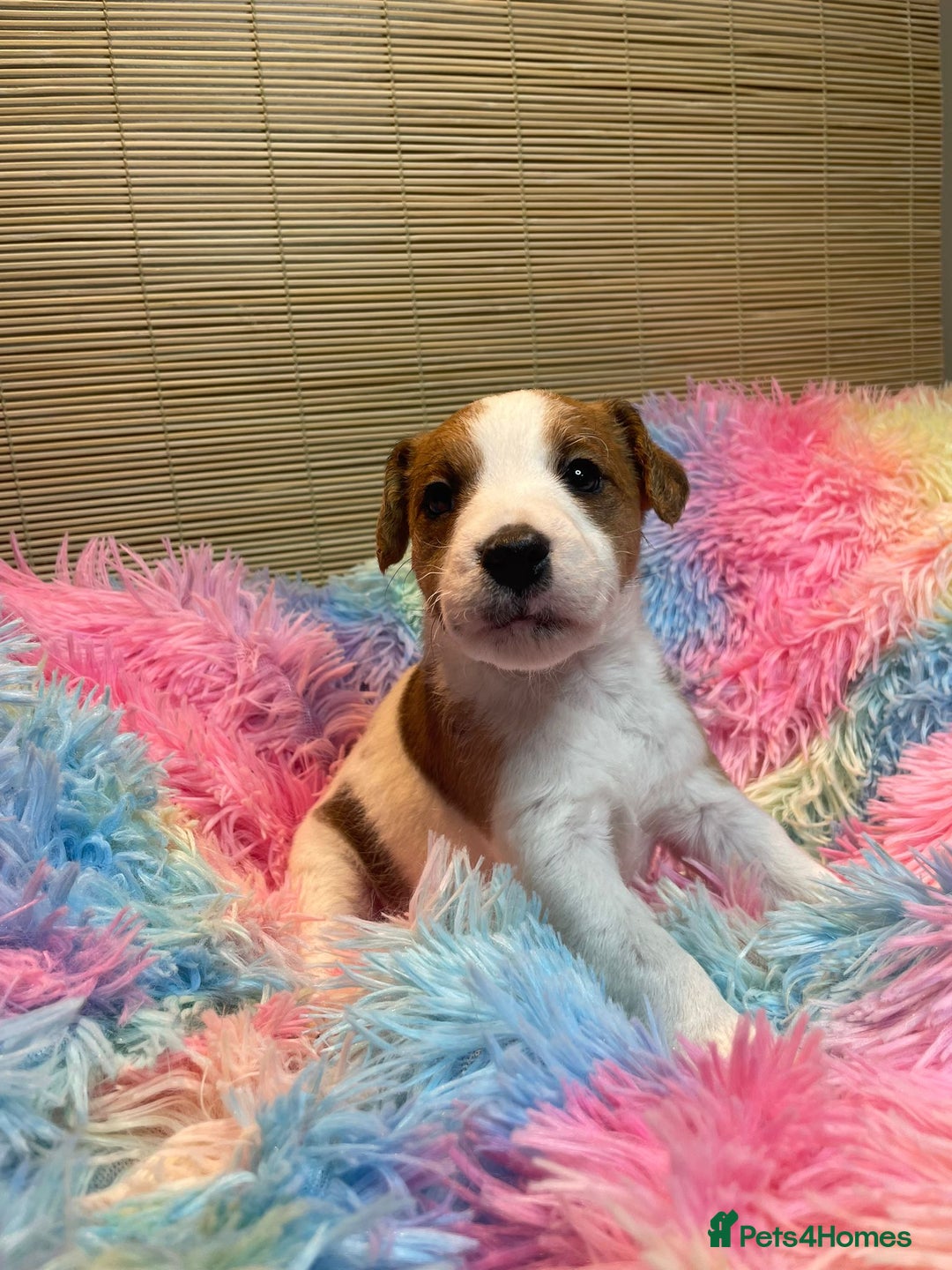 Mixed Breed dogs for sale: Wire Fox X Parsons Jack Russell Puppies for Sale - Advert 18