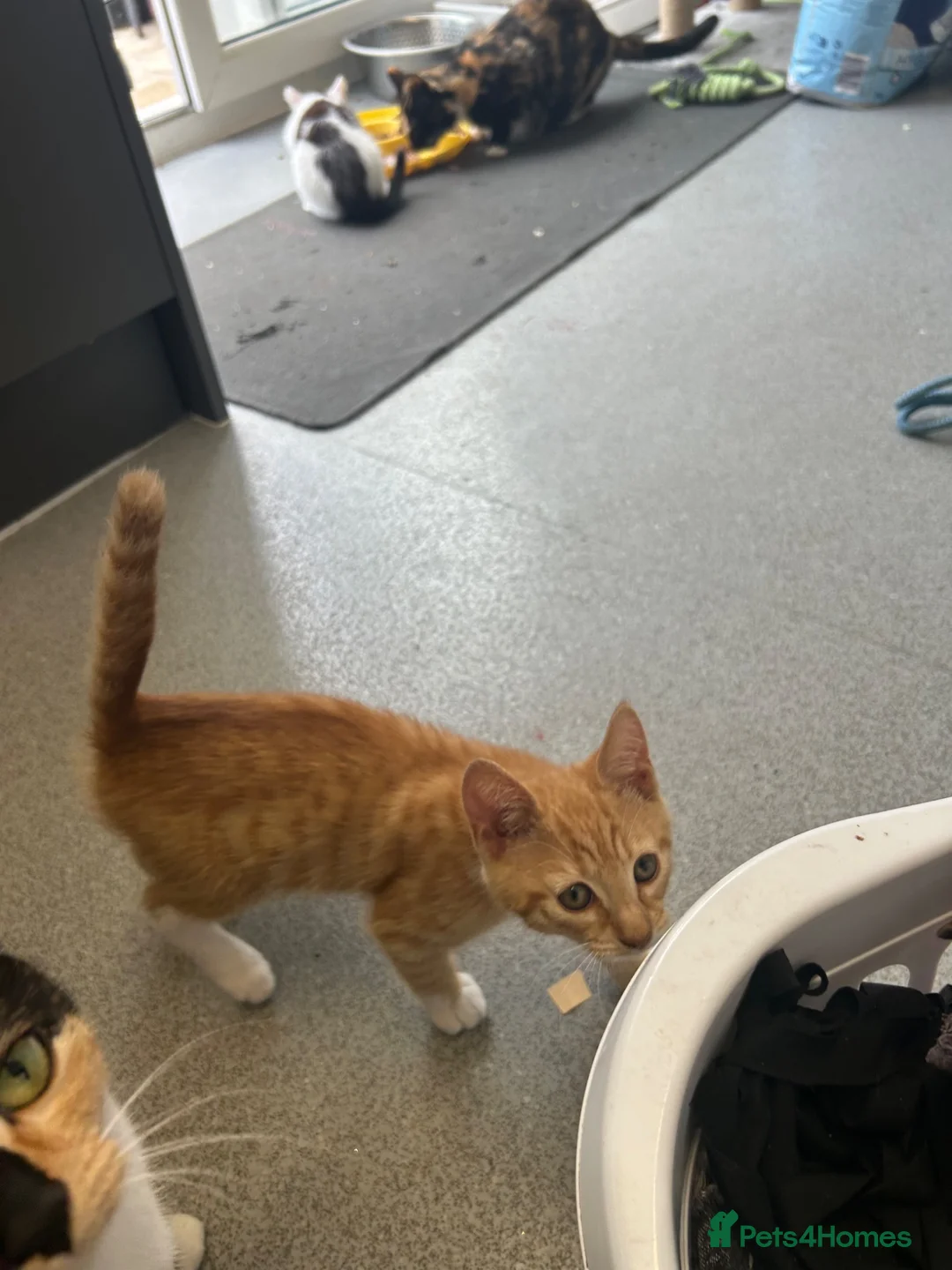 Mixed Breed cats for sale: Kittens - Advert 2