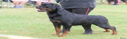 Rottweiler dogs for sale: The Warren litter! - Advert 4