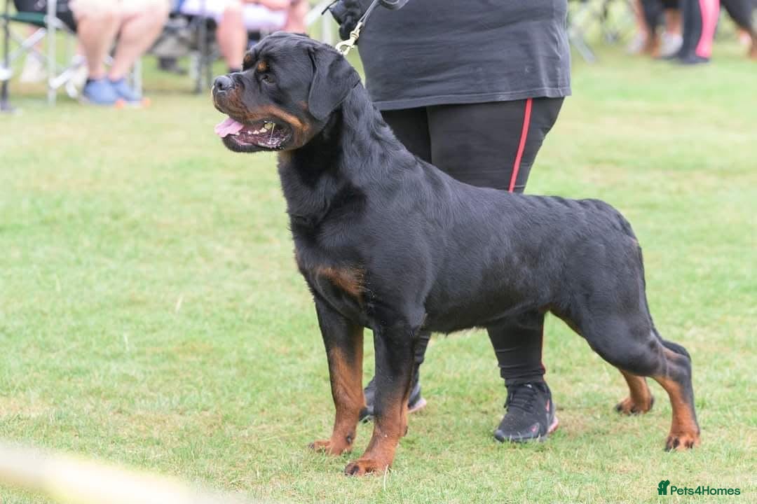 Rottweiler dogs for sale: The Warren litter! - Advert 4