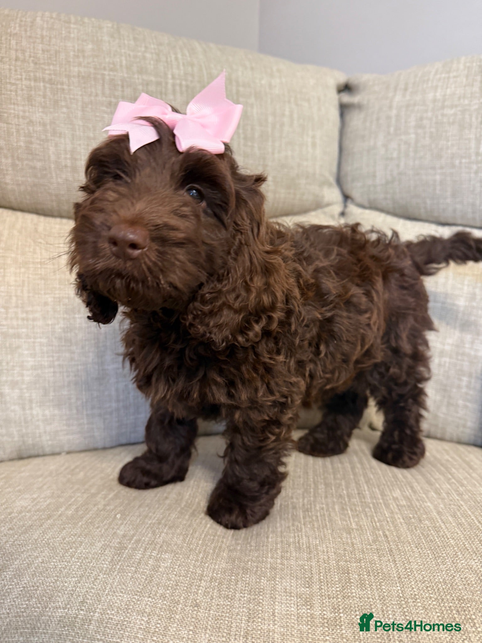Cockapoo dogs F1 cockapoo puppies for sale  - Advert 2