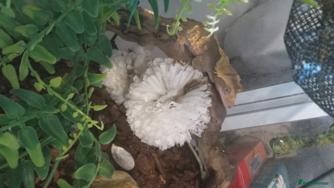 Gecko reptiles for sale: Crested gecko + her 2 babies - Image 2