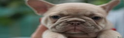 French Bulldog dogs for sale: Cute French Bulldog Puppies Available Soon - Advert 14