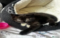 British Shorthair cats for sale: Dark chocolate british shorthair boy - Image 7