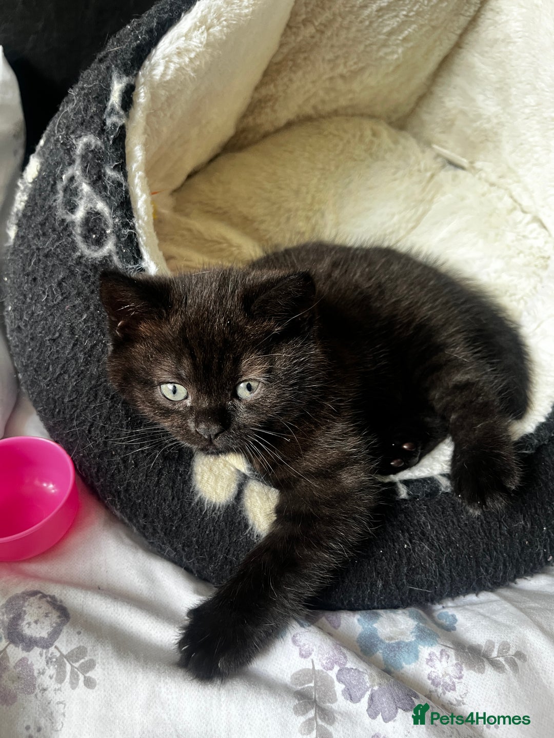 British Shorthair cats for sale: Dark chocolate british shorthair boy - Image 7