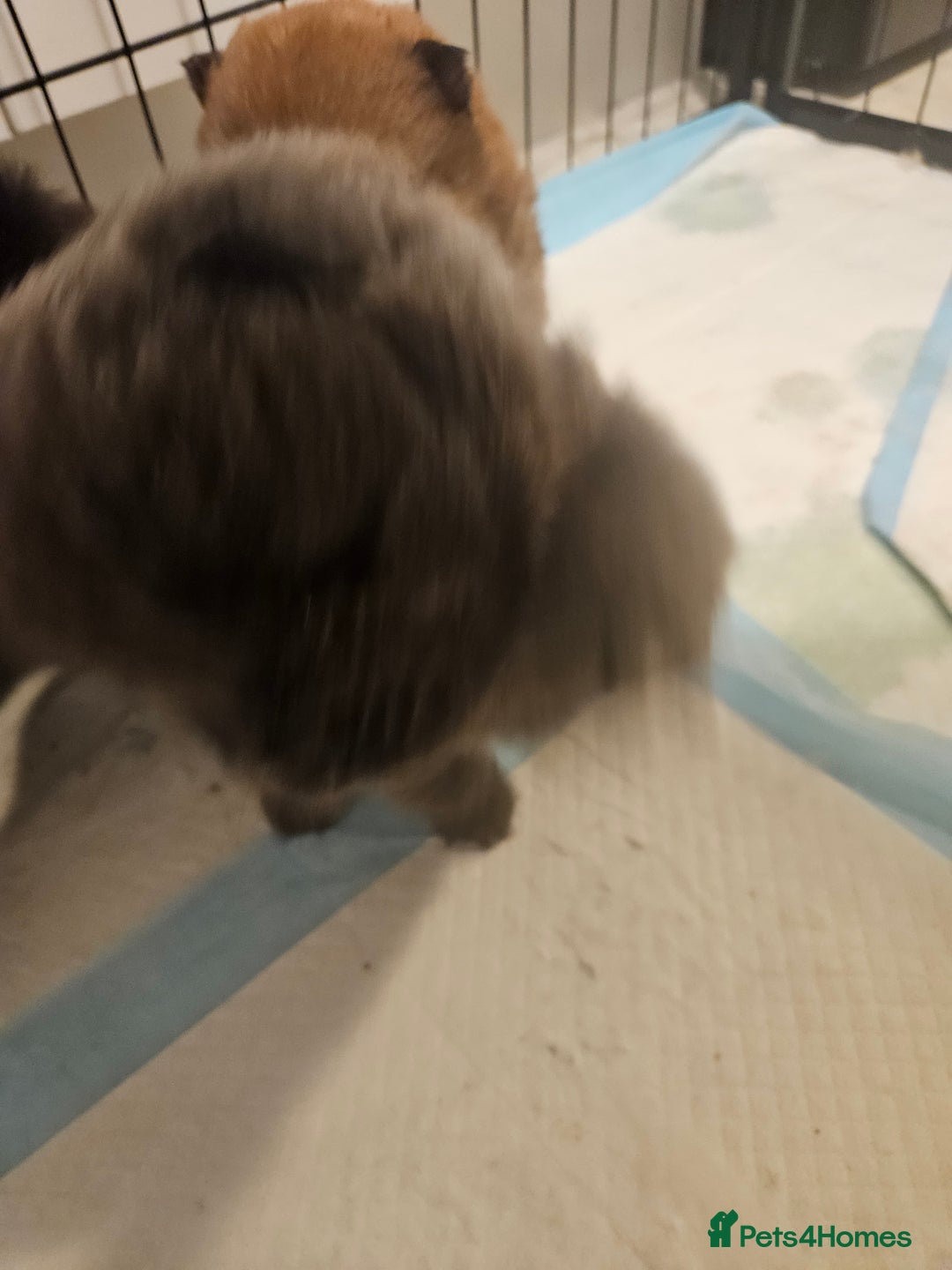 Chow Chow dogs for sale: Chow chow puppies - Advert 8