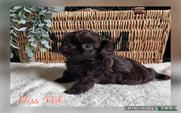 Shih Tzu dogs for sale: Stunning KC chocolate imperial Shihtzu puppies - Image 26