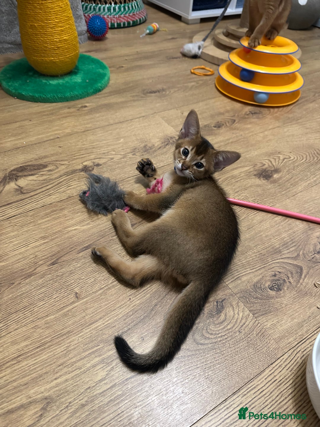 Abyssinian cats for sale: Pedigree Abyssinian kittens  - Advert 1