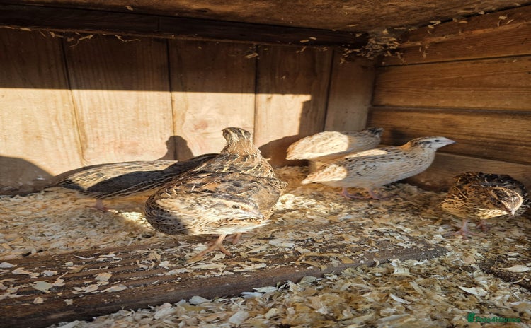 Quail poultry - Advert 2