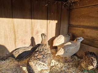 Quail poultry - Advert 23