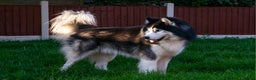 Siberian Husky dogs for stud: 🐾 Premium Stud Service: Wooly Siberian Husky 🐾 in Mansfield - Advert 1