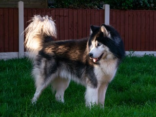 Siberian Husky dogs 🐾 Premium Stud Service: Wooly Siberian Husky 🐾 in Mansfield - Advert 1
