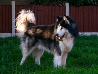 Siberian Husky dogs 🐾 Premium Stud Service: Wooly Siberian Husky 🐾 in Mansfield - Advert 5