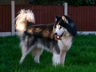 Siberian Husky dogs 🐾 Premium Stud Service: Wooly Siberian Husky 🐾 in Mansfield - Advert 2
