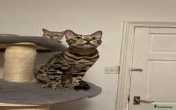 Bengal cats for sale: Beautiful bengals - Image 3