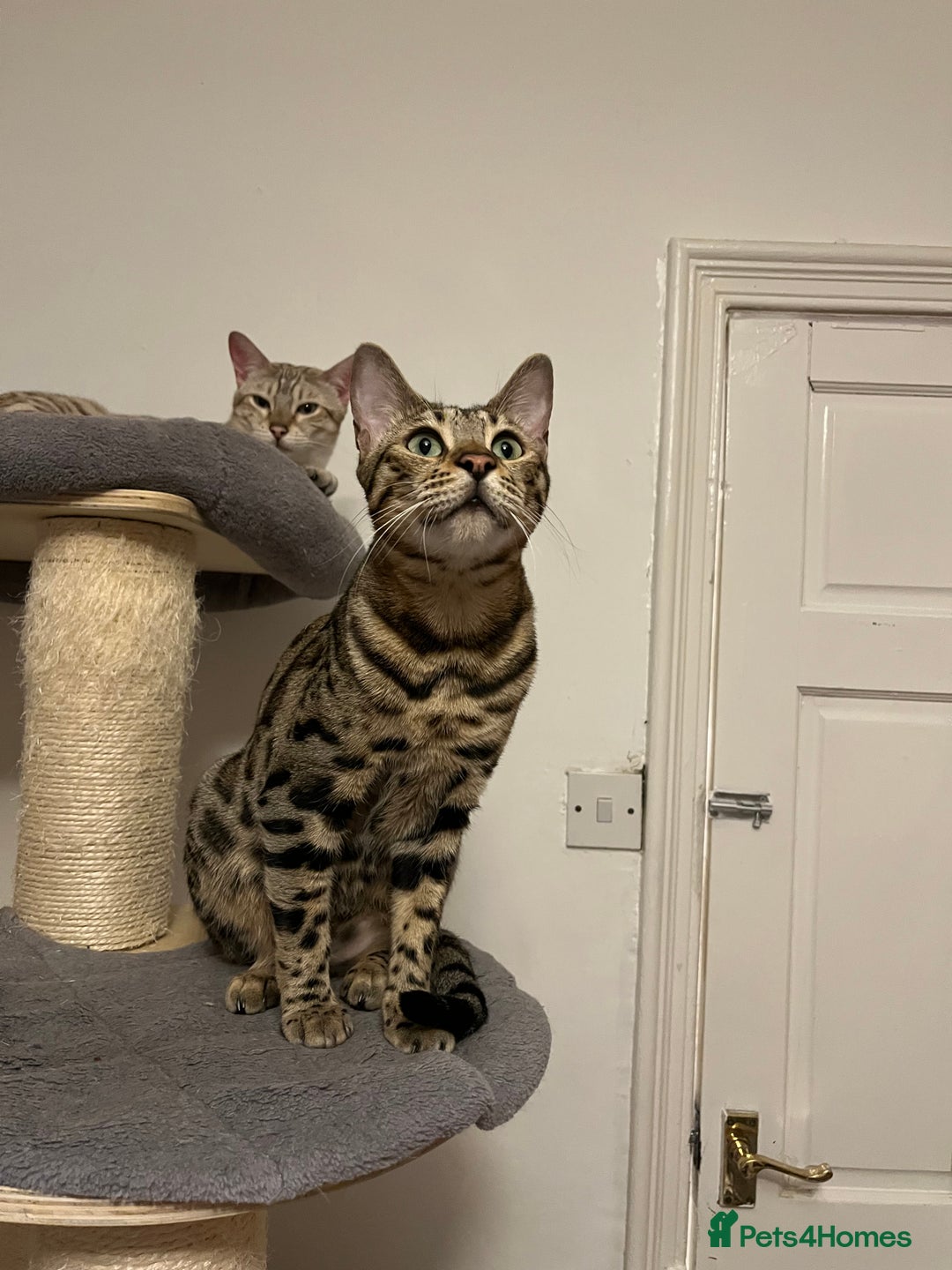 Bengal cats for sale: Beautiful bengals - Image 3