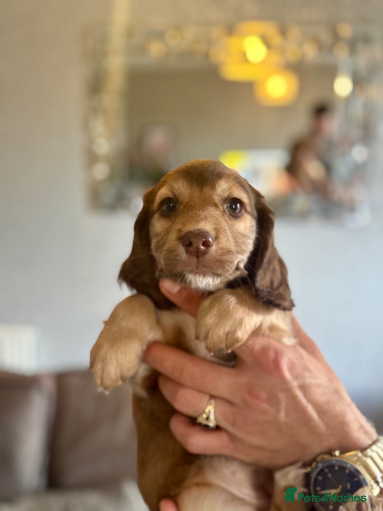 Cockapoo dogs Cockapoo puppies for sale ready 29th july - Advert 3