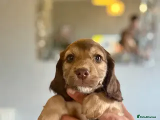 Cockapoo dogs Cockapoo puppies for sale ready 29th july - Advert 3