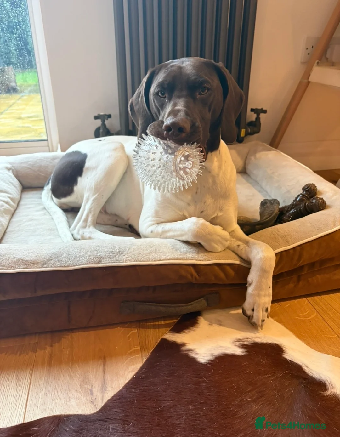German Shorthaired Pointer dogs for sale: German shorthaired pointer - Advert 1
