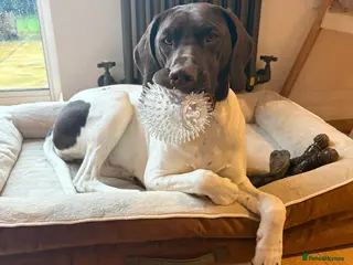 German Shorthaired Pointer dogs German shorthaired pointer - Advert 4