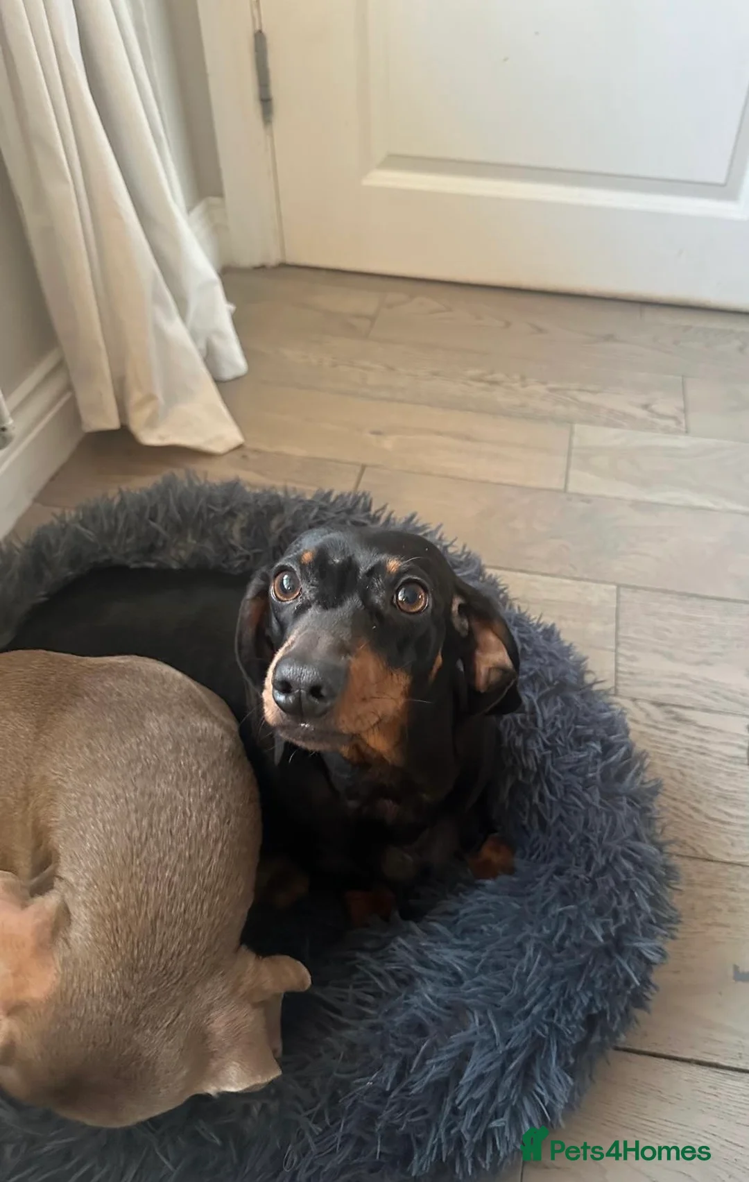 Miniature Dachshund dogs for sale: Beautiful Miniature daschund - Advert 1