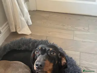 Miniature Dachshund dogs Beautiful Miniature daschund - Advert 3