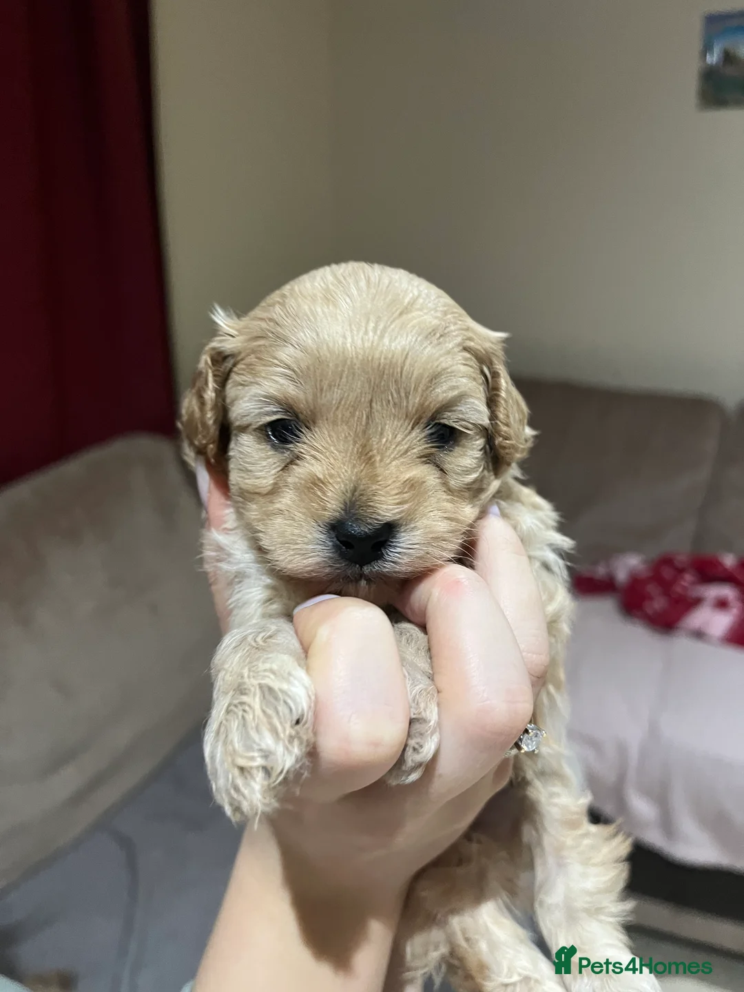 Maltipoo dogs for sale: Pure Maltipoo Puppies   - Advert 12