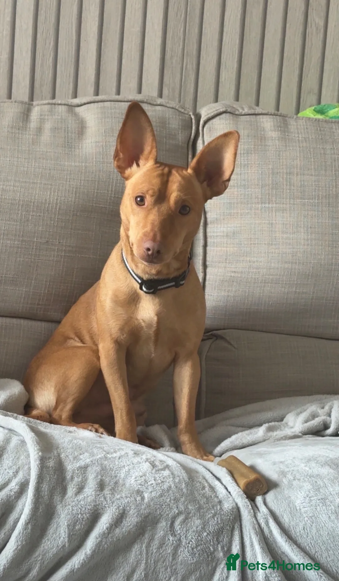 Portuguese Podengo dogs for sale: 22 month old Podenco  in Rochdale - Advert 3