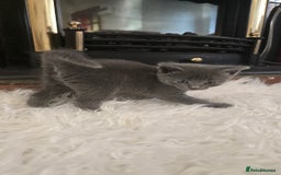 European cats for sale: beautiful kittens - Image 1