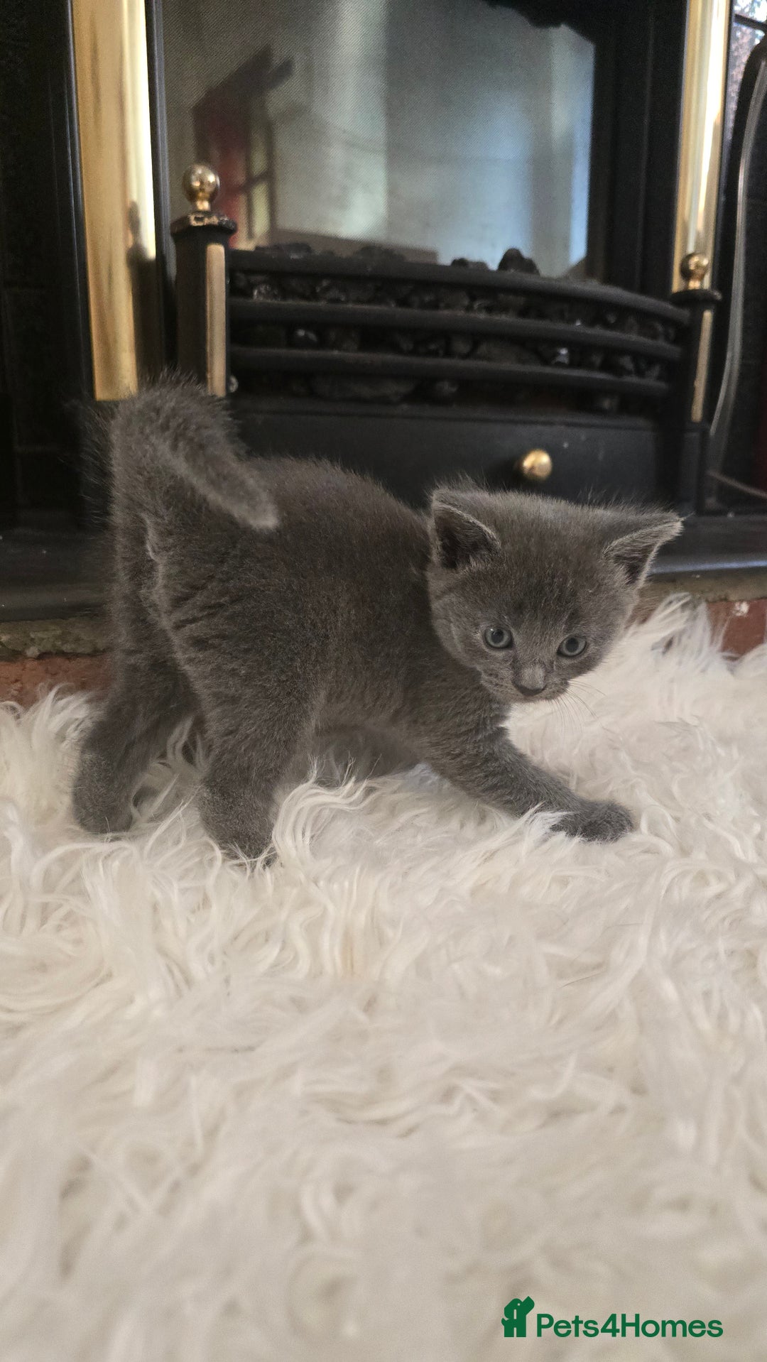 European cats for sale: beautiful kittens - Image 1