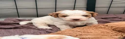 Cavapoochon dogs for sale: 2 Male Cavapoochon Puppies for sale!!! - Advert 6