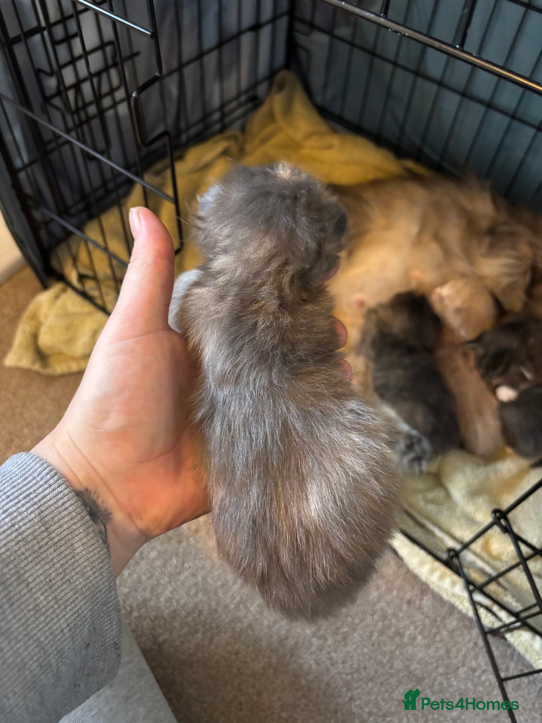 Maine Coon cats for sale: 5 Maine coon babies  - Advert 8
