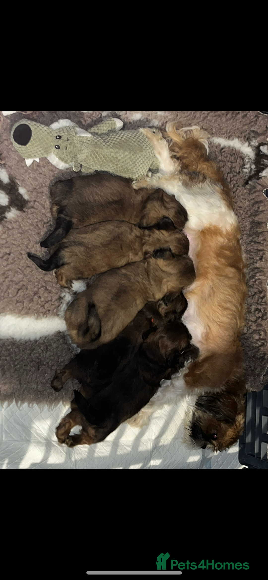 Shih Tzu dogs for sale: Shih Tzu Pups  - Image 7