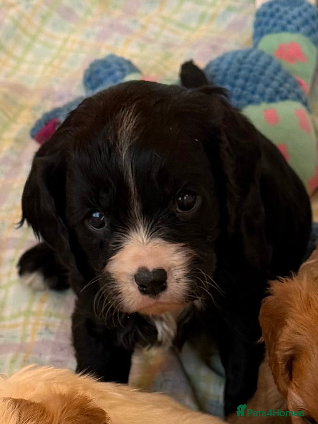 Cavapoo dogs for sale: Stunning cavapoo puppies ready 9th January  - Advert 3