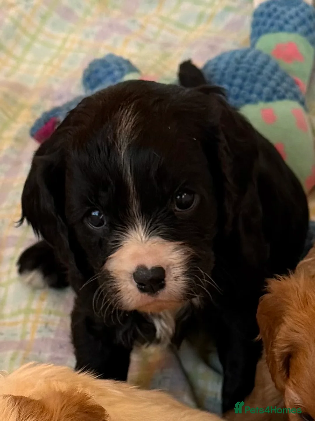 Cavapoo dogs for sale: Stunning cavapoo puppies ready 9th January  - Advert 12