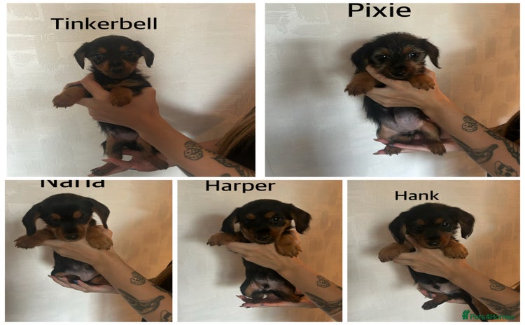 Mixed Breed dogs - Advert 14