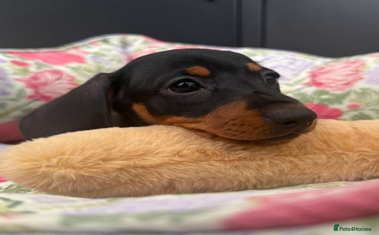 Miniature Dachshund dogs - Advert 5