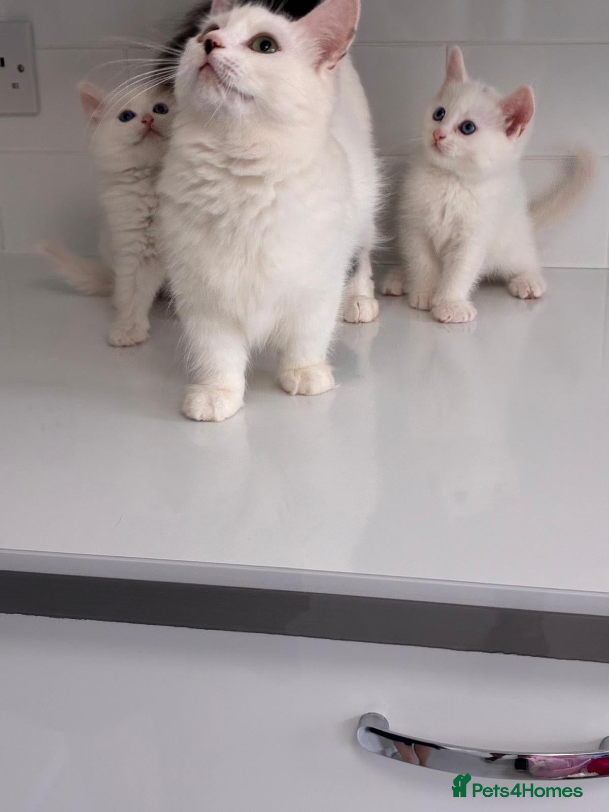 Munchkin cats Turkish Angora x Munchkin male and female  - Advert 3