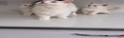 Munchkin cats for sale: Turkish Angora x Munchkin male and female  - Advert 1