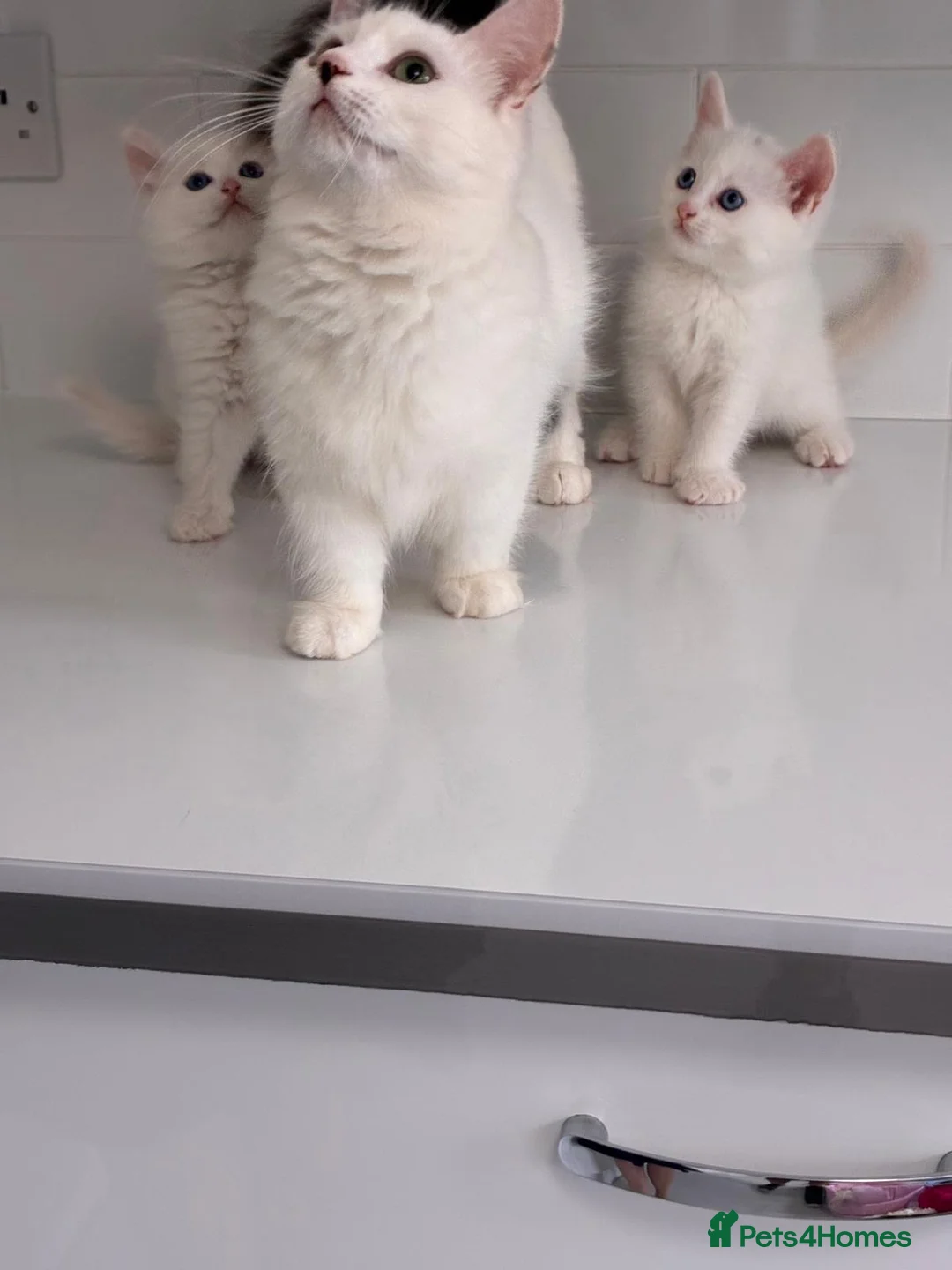 Munchkin cats for sale: Turkish Angora x Munchkin male and female  - Advert 1