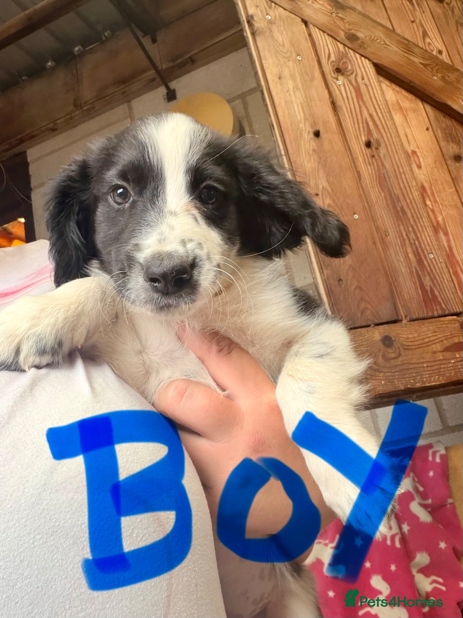 Sprocker dogs Sprocker pups available  - Advert 3