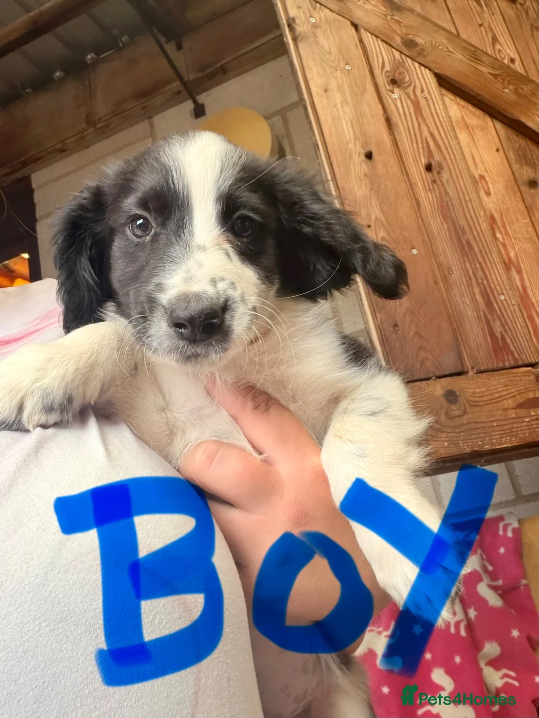 Sprocker dogs for sale: Sprocker pups available  - Advert 1