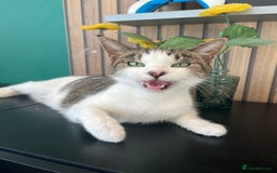 Mixed Breed cats for sale: 2 beautiful tabby male kittens available  - Image 1